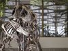 Продават на търг рядък скелет на тиранозавър рекс в Швейцария