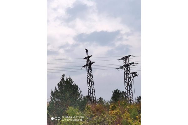 Опасни селфита на електрически стълб изправиха косите на търновци. СНИМКИ: Фейсбук/"Дивотия до шия във Велико Търново"