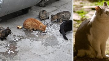 Луд яде котки в Пловдив и прави гривни от опашките им