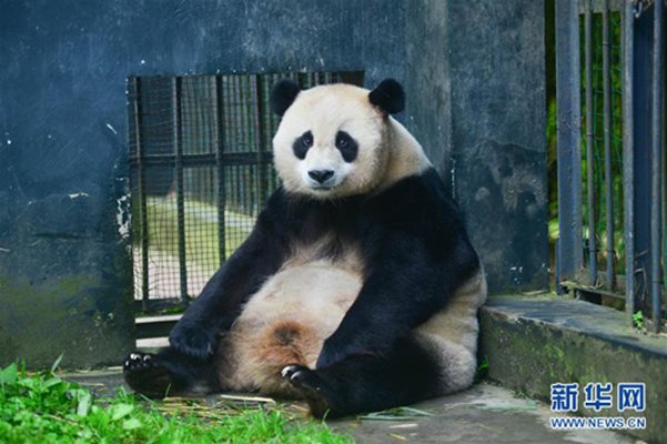 Пандата Цаоцао роди близнаци