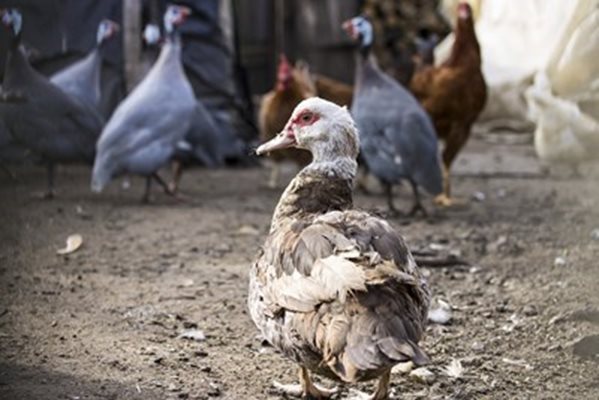 При установено огнище на птичи грип се унищожават всички контактни птици. Снимка:Pixabay
