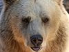 Гранули с мед и шипков мармалад са осигурени за мечката в зоопарка в Павликени