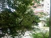 Бурен вятър събаря клони във Варна
