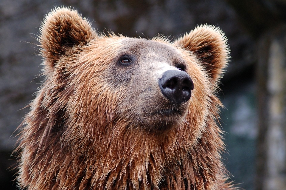 199 са нападенията на кафяви мечки в област Смолян за 2022 г.