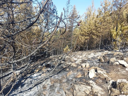 Пожарът от Гърция навлезе на българска територия. СНИМКИ: ЮЗДП