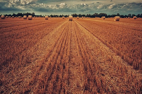 Делът земеделска земя за биоземеделие в ЕС се е увеличил с над 50% от 2012 г. до 2020 г.