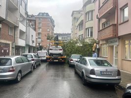 Събореното дърво от паяка буквално се е стоварило върху спрени коли. СНИМКА: I see you KAT Пловдив.