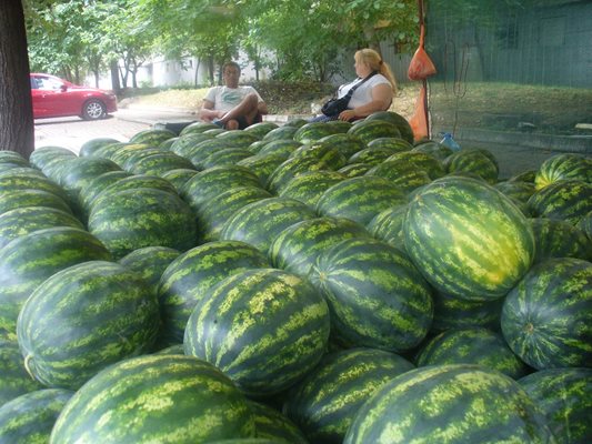 Тези дни цената на дините в Стара Загора е между 70 и 80 стотинки за килограм.