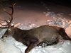Бракониер избива зверски елени в ловно стопанство "Черни Лом" (снимки 18+)