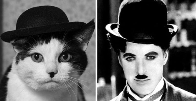 Котка като Чарли Чаплин