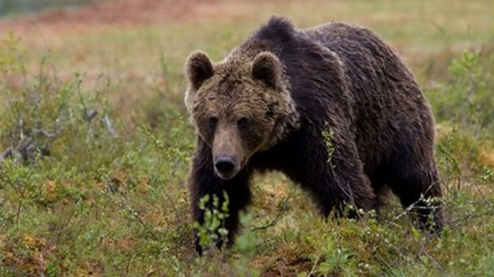 В Родопите треперят от мечка убиец