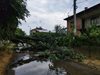 Буря повали дървета в царския дворец в Баня, прекъсна електричество на две улици (Снимки)