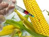 Европа отряза две нови  ГМО царевици