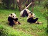 Гигантска панда беше заснета три години след като е пусната на свобода