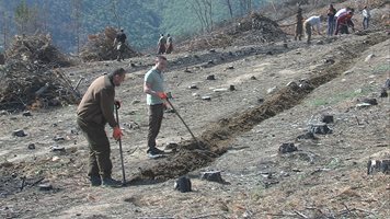 15 хил. дка нови гори са залесени в Югозапада