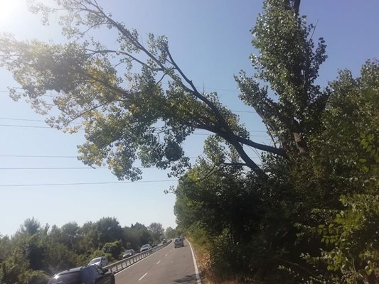 Опасно надвисналото дърво между Черноморец и Созопол.