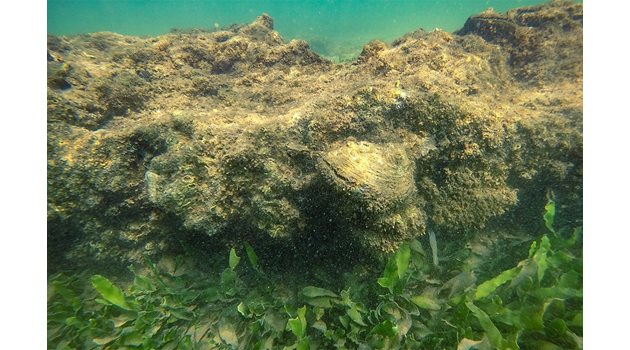 Мар Менор е едно от малкото места в Средиземно море, където гигантските миди са оцелели заради високата соленост на водата.