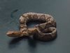 Умря рядка двуглава змия, открита във Вирджиния (Видео)