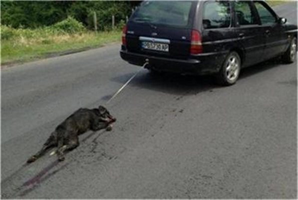 Райчо Иванов от Тополово влачи с автомобил собственото си куче
Снимка: АРХИВ