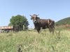 Избягала крава премина сръбската граница, карат стопанина й да я убие