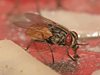 В крачетата на стайната муха се крият най-опасните заболявания за човека