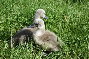 Излюпиха се две лебедчета в парка на Благоевград