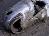 Заради сушата откриха тонове мъртва риба на брега на река в Ирак