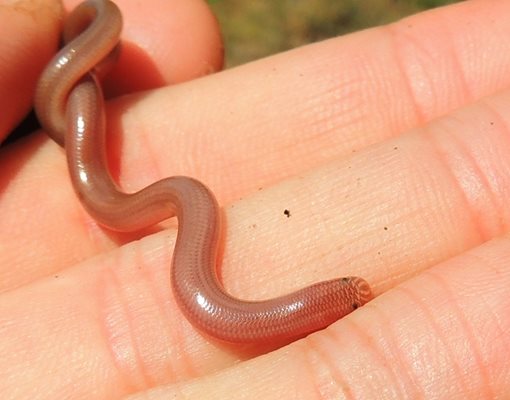 Червейница. Най-малката наша змия прекарва по-голяма част от живота си под земята. Дълга е до 30 см. Храни се най-често с ларви на мравки. Среща се в Южна България.