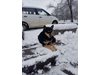 Българският Хачико: Куче се връща всеки ден на мястото, където загубва стопанина си