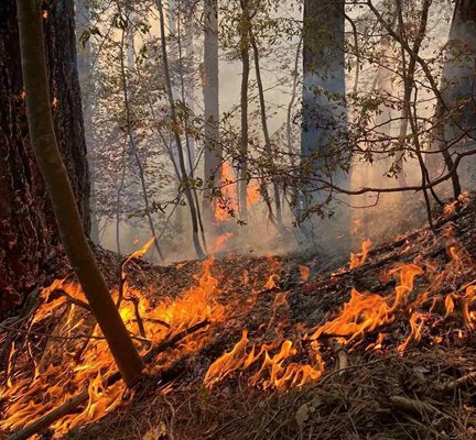 Пожарът около Хвойна погълна над 1500 дка гори.