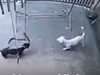 Кучета спасиха бебе от кобра (Видео)