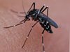 Валежите и затоплянето на световния океан водят до увеличаване на комарите