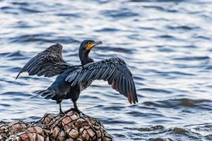 Корморани се заплетоха в рибарски мрежи край Камен бряг