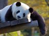 Двойка панди от Китай се приспособява добре към новия си дом в Сан Диего