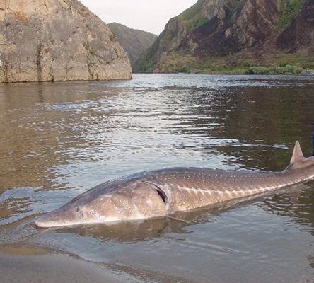 Моруната е най-голямата риба, срещана в Дунав