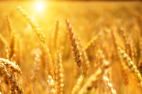 Цените на зърнените стоки по световните борси се понижават през седмицата
СНИМКА: Pixabay
