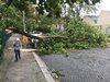 Дърво падна в София и удари кола с пътници