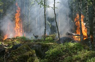 Горският пожар, който пламна в района на санданското село Плоски, е овладян