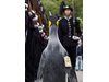 Пингвин стана генерал  от норвежката армия