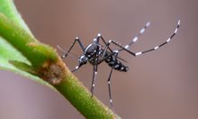 Епидемиолог за тигровите комари, които атакуват България: Има случаи, но са вносни