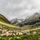 Овце ще получат семействата на мобилизираните
Снимка: Пиксабей
