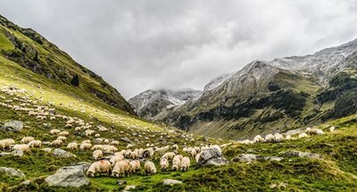 Овце ще получат семействата на мобилизираните
Снимка: Пиксабей