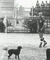 Боби Чарлтън се гледа с куче, което е нахлуло на терена  в Ранкагуа. 