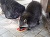 Бебета еноти - най-новите обитатели на варненския зоопарк (видео)