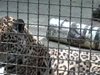 Хванаха избягалите от зоопарк в Германия животни