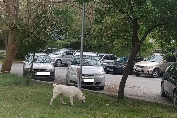 Разходките на големи породи кучета в паркове, където това е забранено, са нещо обичайно. Снимка: Фейсбук.