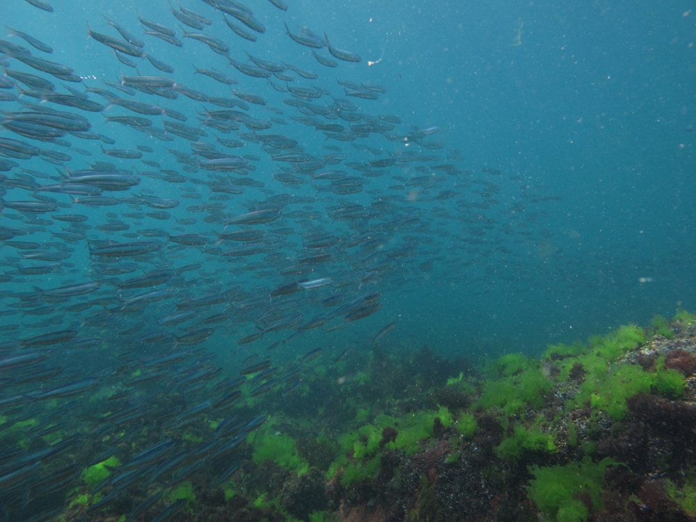 Дълбоките течения в океана се забавят по-скоро от очакваното, установиха учени