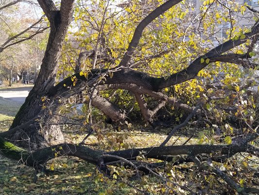 Половината дърво е съборено, а другата половина всеки момент може да падне точно до спирката на автобус № 22, където винаги има хора.