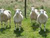 Наследничките на овцата Доли са в добро здраве
