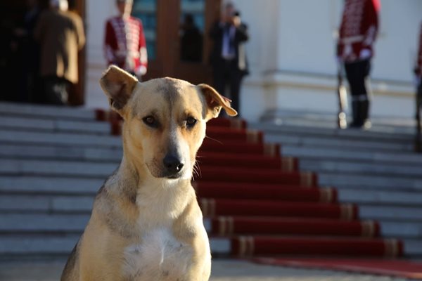 Бездомно куче посрещна новите депутати. СНИМКА: Николай Литов